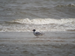 Ichthyaetus melanocephalus