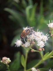 Palpada mexicana