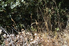 Dactylis glomerata hispanica
