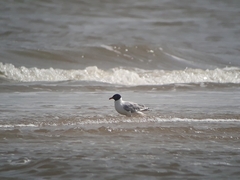 Ichthyaetus melanocephalus