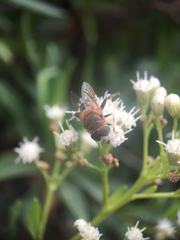 Palpada mexicana