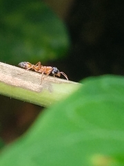 Pseudomyrmex