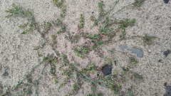Polygonum arenastrum