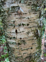 Betula alleghaniensis