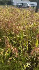Chasmanthium latifolium