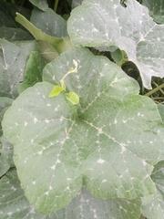 Cucurbita maxima