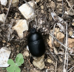 Sericotrupes niger