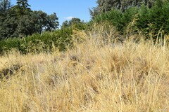 Celtica gigantea