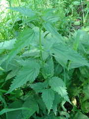 Urtica sondenii