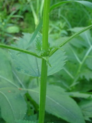 Urtica sondenii
