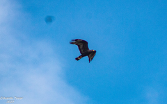 Buteo albonotatus