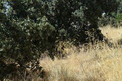 Quercus rotundifolia