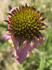 Echinacea simulata