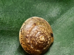 Hygromia cinctella