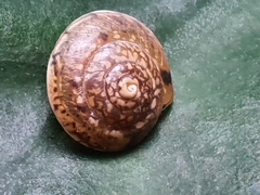 Hygromia cinctella