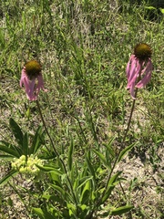 Echinacea simulata