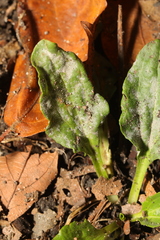 Golovinomyces sordidus