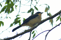 Trichothraupis melanops