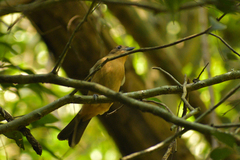 Trichothraupis melanops