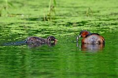 Tachybaptus ruficollis