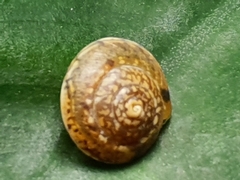 Hygromia cinctella