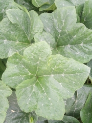 Cucurbita maxima