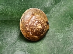 Hygromia cinctella