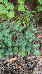 Euphorbia cyparissias