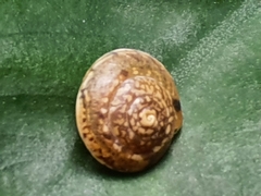 Hygromia cinctella