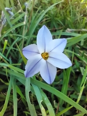 Ipheion uniflorum