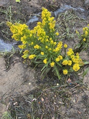 Solidago puberula