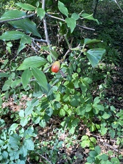 Cornus mas