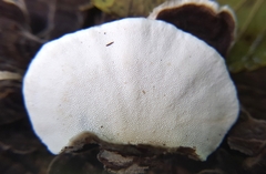 Trametes versicolor