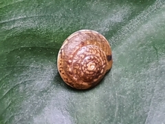 Hygromia cinctella