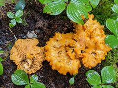Cantharellus enelensis