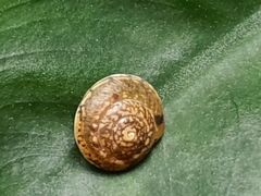 Hygromia cinctella