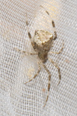 Episinus maculipes
