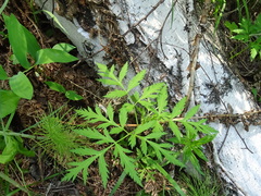 Pleurospermum uralense