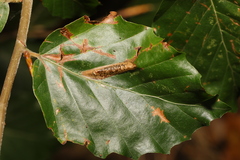 Phyllonorycter maestingella