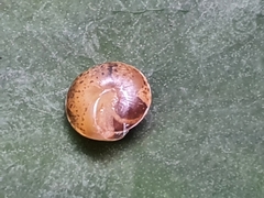 Hygromia cinctella