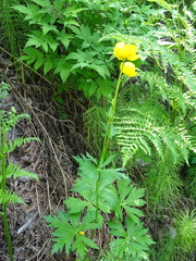 Trollius europaeus