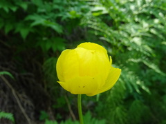 Trollius europaeus