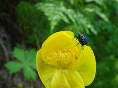 Trollius europaeus