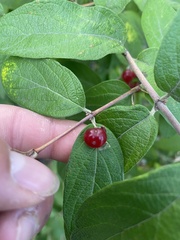 Lonicera