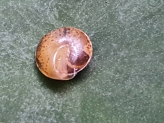 Hygromia cinctella