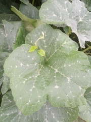 Cucurbita maxima