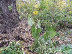 Phytolacca acinosa