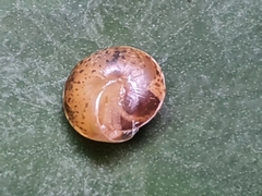 Hygromia cinctella