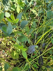 Baptisia australis