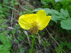 Trollius europaeus